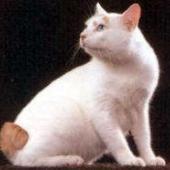 japanese bobtail