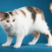 ras kucing manx