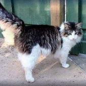 ras kucing norwegian forest