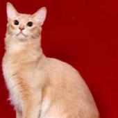 ras kucing somali