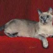 ras kucing tonkinese