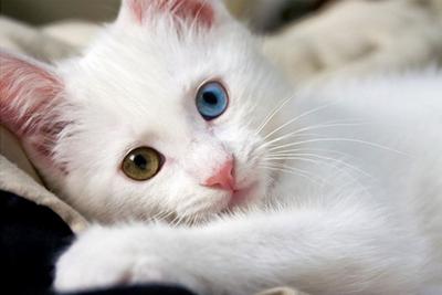 kucing-putih-odd-eye.JPG