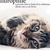 airulofilia, terlalu sayang kucing