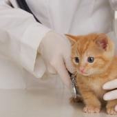anak kucing dokter hewan