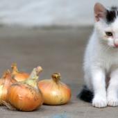 bawang berbahaya bagi kucing
