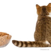 kucing tidak mau makan