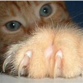 memotong kuku kucing